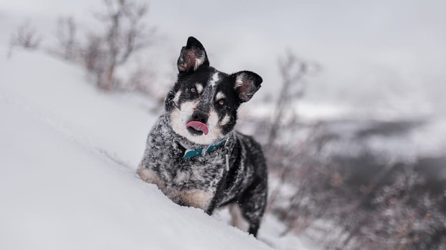 Achtung! Schnee fressen ungesund Hund Schneegastritis